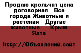 Продаю крольчат цена договорная - Все города Животные и растения » Другие животные   . Крым,Ялта